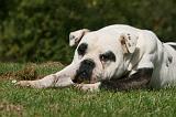 BOULEDOGUE AMERICAIN 283